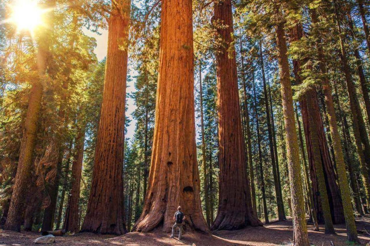 فيلا The Sequoia Hut! ثري ريفرز المظهر الخارجي الصورة